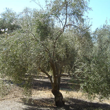 Olive-Trees
