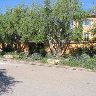 Stone House Rd. Olive Tree Well