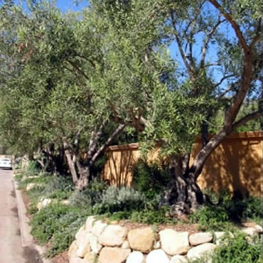Stone House Rd. Olive Tree Well