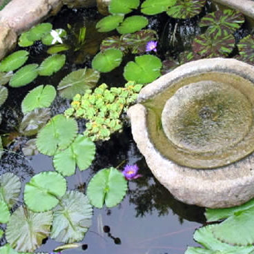 SiFountain1b