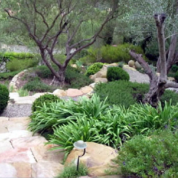 SiOliveTreewells2