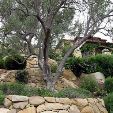SiOliveTreewells4